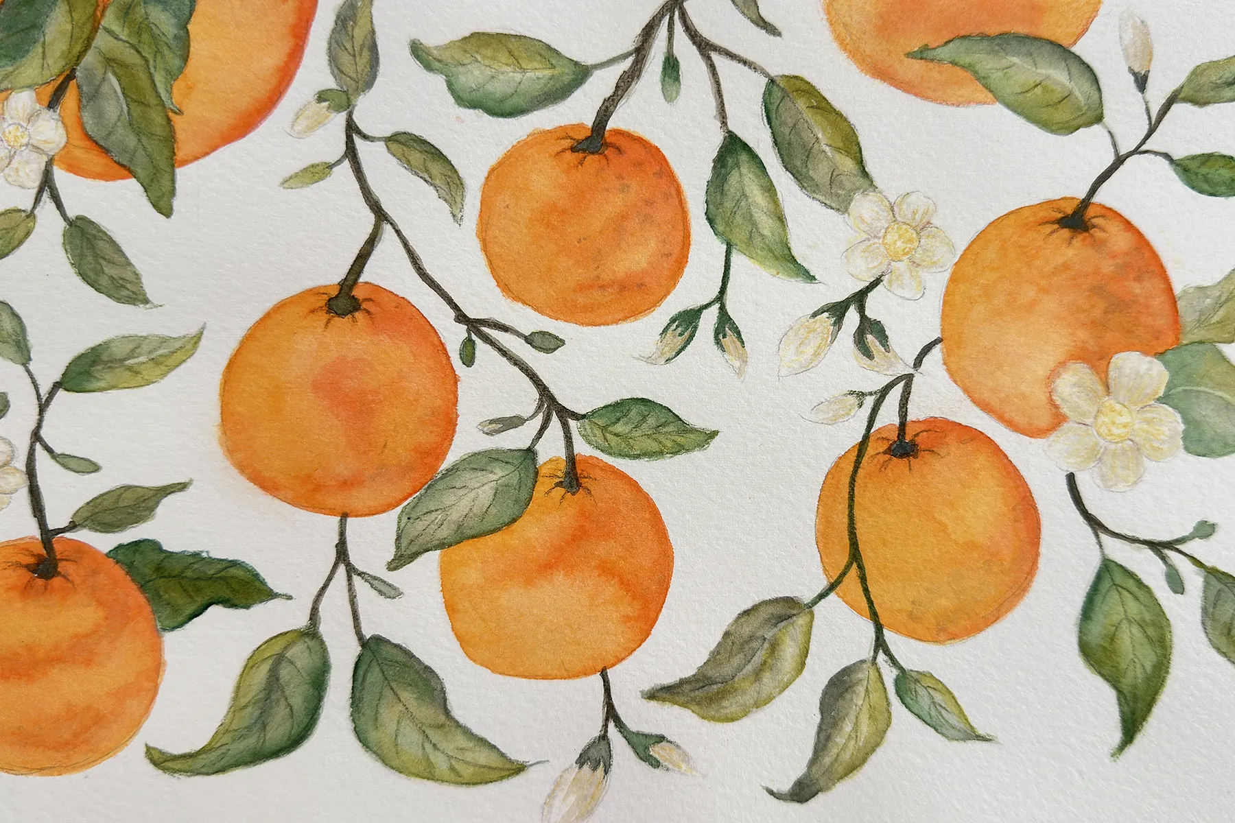 Watercolour study of citrus fruit