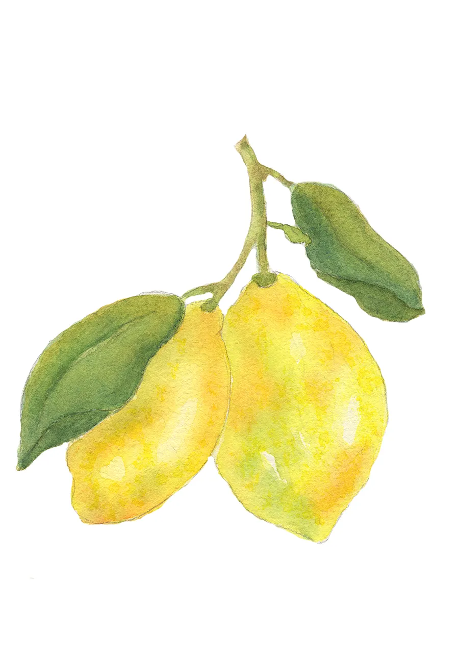Watercolour study of citrus fruit