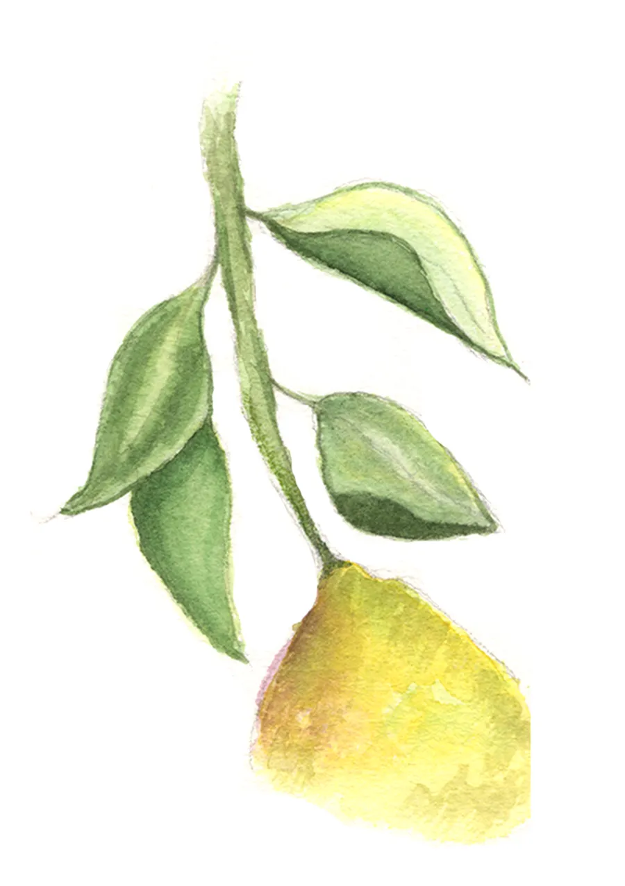Watercolour study of citrus fruit